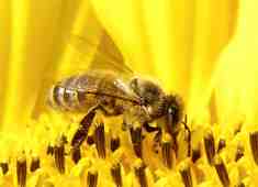 ABEJA PROPOLEO PROPIEDADES